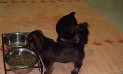 Two female Yorkshire Terrier puppies available right now.....
Non-shedding, first shots and vet-checked.
Both female.