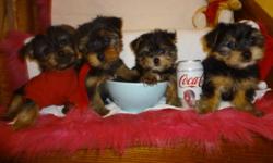 TINY TOY YORKIES
will mature to be 5-6lbs, checked by a vet, shots all up to date, dewormed, non shedding, hypoallergenic, playfull and well socialized, male and female available, ready to go now:
647-839-6804.
ONLY ONE MALE AND ONE FEMALE LEFT.