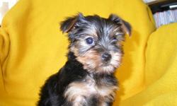 I have 4 gorgeous Yorkshire Terrier Puppies ready for a new home. There are 3 females and 1 male available, they have had their first sets of shots and have been de-wormed. They come with their vet certificates and health guarantees. They would make a