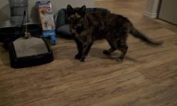 Breed: Tortoiseshell
 
Age: Young
 
Sex: F
 
Size: S
COURTESY POSTING:
I would like to see my cat go to a good home. She has been with me for the last 5 years living on farm property.Her name is Babe and she is an indoor cat but will walk the perimeter of