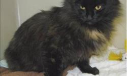 Breed: Domestic Long Hair
 
Age: Young
 
Sex: F
 
Size: M
Primary Color: Black Tortoiseshell
Age: 1yrs 1mths 0wks
Animal has been Spayed
 
View this pet on Petfinder.com
Contact: BC SPCA Sunshine Coast Branch | Sechelt, BC