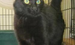 Breed: Domestic Medium Hair
 
Age: Young
 
Sex: F
 
Size: M
Panther was brought in by a little girl who found her wandering around town and was worried about her. Panther is about 1 year old, and is so sweet and affectionate. She loves to play with her