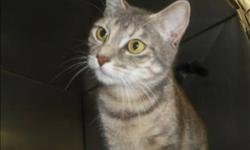 Breed: Domestic Short Hair
 
Age: Young
 
Sex: F
 
Size: M
This little kitty has been in and out of foster 3 times now, she is a beautiful grey torbie, definitely stands out in the crowd, and she is very affectionate, curious and playful. Shelly loves