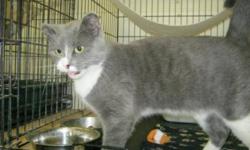 Breed: Domestic Short Hair - gray and white
 
Age: Young
 
Sex: F
 
Size: M
Tweetie is a 7 month old kitten who won the hearts of all of us here at the shelter. She is so sweet and playful and talkative. She loves to play with her other shelter friends