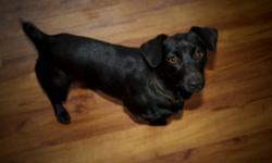 Breed: Dachshund
 
Age: Young
 
Sex: F
 
Size: S
 
View this pet on Petfinder.com
Contact: Coca's Promise Dog Rehabilitation & Rescue | Lloydminster, SK