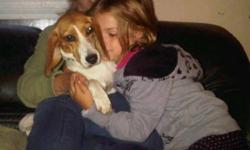 Breed: Beagle
 
Age: Young
 
Sex: F
 
Size: S
Sweet Bessie 2 years old . When happily playing with you she will sometimes &#8220;yodel&#8221; at you,so funny . She has come a long way and is doing amazing with her foster Mom,. She is fully housebroken and