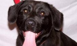 Breed: Black Labrador Retriever
 
Age: Young
 
Sex: F
 
Size: M
Please meet Whoopie, a silly, quirky girl who is cute as a button. We aren't to sure of the other mix in Whoopie other than lab retriever but she is not a very big girl. Whoopie was a stray