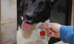 Breed: Border Collie Shepherd
 
Age: Young
 
Sex: F
 
Size: M
Noelle is a young border collie cross with pehaps some shepherd in her. She's quiet and friendly and sweet. Noelle is shy with new people, but playful and friendly once she gets to know you.