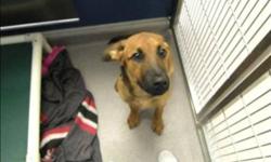 Breed: Shepherd
 
Age: Young
 
Sex: F
 
Size: M
Primary Color: Red
Weight: 18.2
Age: 0yrs 8mths 0wks
Animal has been Spayed
 
 
I am available for adoption at the Red Deer & District SPCA.
 
View this pet on Petfinder.com
Contact: Red Deer & District SPCA