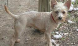 Breed: Terrier
 
Age: Young
 
Sex: F
 
Size: S
Laci is a cute little 1-2 year old blonde terrier x who weighs approximately 10 lbs. She is friendly, good with other dogs, great with kids and is supposed to be housetrained. She came into rescue with her