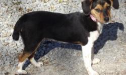 Breed: Beagle
 
Age: Young
 
Sex: F
 
Size: S
***Nov. 4 - Wee Mindy will arrive on November 13! ***
 
 
&#8220;Mini&#8221; Beagle mix, about 1-1/2 years old (to be confirmed), 15-20 lbs, only has a half length tail (accident?)
 
Really REALLY sweet and