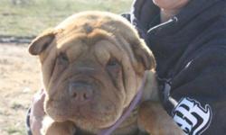 Breed: Shar Pei
 
Age: Young
 
Sex: F
 
Size: M
Sweet little Cinnamon is a young female who was rescued from a high kill shelter along with her sister Ginger. Cinny is sweet and affectionat and has a teddy bear face. She is the more submissive of the