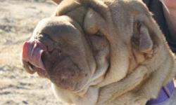 Breed: Shar Pei
 
Age: Young
 
Sex: F
 
Size: M
Ginger is a sweet and wriggly fawn shar pei female who was rescued along with her sister Cinnamon from a high kill shelter in California. Ginger is the more dominant sister and is fat faced and friendly~ a