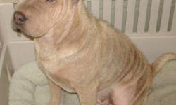 Breed: Shar Pei
 
Age: Young
 
Sex: F
 
Size: M
November Update!
 
 
Violet is now in Chilliwack in a foster home where we are getting to know her better! She is now closer to volunteers who will be better able to decide what type of home she will be best