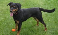 Breed: Shepherd Doberman Pinscher
 
Age: Young
 
Sex: F
 
Size: L
Scarlet is a very sweet and affectionate girl who just lives fo attention! this young girl is a fun-loving and playful dog who just wants to play! She has been great with the other dogs she