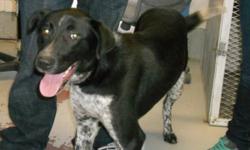 Breed: Pointer
 
Age: Young
 
Sex: F
 
Size: M
Primary Color: Black
Age: 1yrs 0mths 0wks
 
View this pet on Petfinder.com
Contact: Trail Regional Branch BC SPCA | Trail, BC