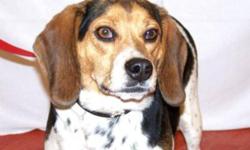 Breed: Beagle
 
Age: Young
 
Sex: F
 
Size: M
Here is a darling girl who is just as sweet as her name! Sweety Belle needs a good home and a lot of people don't know this, but Beagles make just as good a family pet as any other dog and do just fine in the