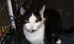 Breed: Domestic Short Hair Domestic Short Hair-black and white
 
Age: Young
 
Sex: F
 
Size: S
Teeny is a petite female with a beautiful black and white coat. We rescued her and her three little babies from an overcrowded shelter. They would not have made
