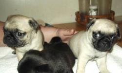 Three handsome young fellas looking for their forever new homes. Pug pups  one black and two tan all are males. Very fun  loving dogs both parents on site to see. for any questions call Charles or Sharon  at 519 424 3417   Thanks so much.  I posted this