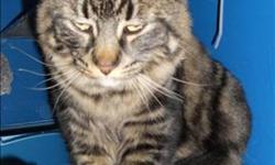 Breed: Domestic Long Hair
 
Age: Young
 
Sex: M
 
Size: M
Primary Color: Silver Tabby
Age: 1yrs 0mths 0wks
Animal has been Neutered
 
View this pet on Petfinder.com
Contact: Trail Regional Branch BC SPCA | Trail, BC