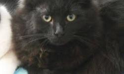 Breed: Domestic Long Hair-black
 
Age: Young
 
Sex: M
 
Size: M
RESCUE:
While running a cat rescue organization, for as long as Pet Patrol has been around, you run into a lot of interesting people. One is a woman who is well known as an expert in animal