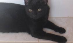 Breed: Domestic Medium Hair-black
 
Age: Young
 
Sex: M
 
Size: M
The adoption fee is $70.00. If you want to adopt two cats the fee is $100.00 for both. This adoption fee includes the cost of the 2 vaccinations and the spay/neutering. If you are