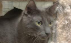 Breed: Domestic Short Hair-gray
 
Age: Young
 
Sex: M
 
Size: L
Although I have been at the Fraser Valley Humane Society for a long time, I am still rather shy of people. If you are patient, I'll let you pet me or I may even jump on your lap - treats work