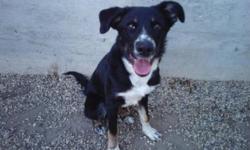 Breed: Border Collie Labrador Retriever
 
Age: Young
 
Sex: M
 
Size: M
This dog is being fostered with New Hope Dog Rescue (Saskatoon). If you are interested in adopting please fill our Adoption Application. Meet and greet are by appointment only.
Emmett