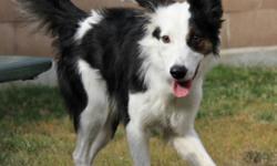 Breed: Border Collie
 
Age: Young
 
Sex: M
 
Size: M
This boy is new to Rescue. Gadget is currently being assessed for his personality but will be looking for his forever home or a foster home in the very near future. If you are interested in getting more