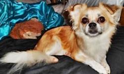 Breed: Chihuahua Pekingese
 
Age: Young
 
Sex: M
 
Size: S
Enzo's adoption fee is $325.
Hey there &#8211; I&#8217;m Enzo! I&#8217;m a 1 year old Chihuahua/Pekinese mix (or that&#8217;s what we think I am!) and I&#8217;m neutered, up to date on vaccines
