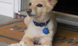 Breed: Chihuahua Terrier
 
Age: Young
 
Sex: M
 
Size: S
Courtesy Post
Spunky, happy and cute as could be ~ KOBY!! This little guy is an 8 year old Chihuahua/Terrier cross and he's ready to be adopted by a wonderful family.
Before Koby came to rescue, his