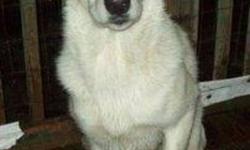 Breed: German Shepherd Dog Labrador Retriever
 
Age: Young
 
Sex: M
 
Size: L
Moi c&#8217;est Karaken, je suis le jumeau d&#8217;Akohserake. On dit de moi que je suis trÃ¨s tannant parce que j&#8217;ai beaucoup d'Ã©nergie Ã  dÃ©penser. J&#8217;adore me