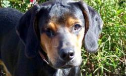 Breed: Coonhound
 
Age: Young
 
Sex: M
 
Size: L
This handsome fella is Memphis and he is cute as can be, playful, sweet, and loving. Poor Memphis is missing an eye, we have no idea how he came to be in this shape but that doesn't slow him down for