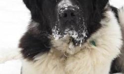 Breed: Newfoundland Dog
 
Age: Young
 
Sex: M
 
Size: XL
Say hello to gorgeous boy Marvin. He is a 1 year old Landseer Newfoundland, full of beans, happiness and potential. He's looking for a super family to adopt him.
 
 
View Marvin's bio page with more