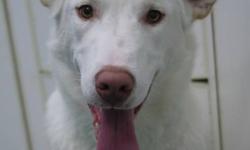 Breed: Husky
 
Age: Young
 
Sex: M
 
Size: L
Nicholas is another white dog to add to our white husky dog trend!
Nicholas spent a good while with the individual responsible for his rescue and has some basic training foundation. He is a very friendly dog