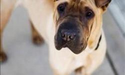Breed: Shar Pei
 
Age: Young
 
Sex: M
 
Size: M
Update:
 
Tyson has lost his leg due to an injury that was not tended to in his previous home. He is ready for a foster to adopt home where he can learn to be a three-legged dog in the comfort of a home. He