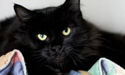 We're pleased to introduce this beautiful all-black beauty named Zena. It's hard to describe this cat's beauty, either in words or by way of photographs. This five-year-old female cat was found in a small Halifax apartment where she was part of a