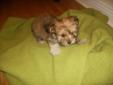 **** Cutest Morkies Ever**** Only 2 Left !!