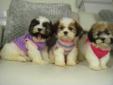 ?? TOY SIZE SHIH POO PUPPIES ?? GIRLS-NON SHEDDING- T.O AREA
