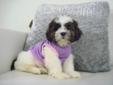 ?? TOY SIZE SHIH POO PUPPIES ?? GIRLS-NON SHEDDING- T.O AREA