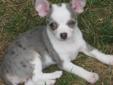 **** UPDATE...GORGEOUS 5 month old Blue Merle Female Chihuahua