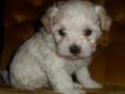 1 Male puppy available on Feb 4th. ON HOLD UNTIL TUESDAY>