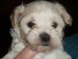 1 Male puppy available on Feb 4th. ON HOLD UNTIL TUESDAY>