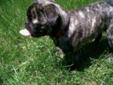 1 Year Old Brindle Pug Puppy For Sale