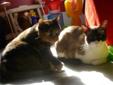 2 beautiful, kind cats looking for a home asap