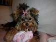 2 Female Yorkie, pure bred. needs to rehomed asap.