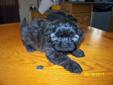 2 of 6 Puppies Poodle Shih tzu Cross for sale