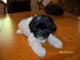 2 of 6 Puppies Poodle Shih tzu Cross for sale