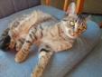 2 yr old Female Tabby for a good, loving home