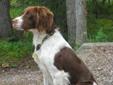 20 month old pedigree Brittany Spaniel for sale